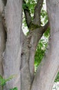 Several tree trunks of a mighty linden tree with green leaves,