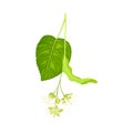 Tilia Specie or Linden with Cluster of Fragrant Yellowish-white Flowers and Green Cordate Leaf Vector Illustration