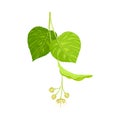 Tilia Specie or Linden with Cluster of Fragrant Yellowish-white Flowers and Green Cordate Leaf Vector Illustration