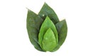 Tiliacora triandra Fresh Bamboo grass or Bai Ya Nang Leaves Colebr. Diels concept Herbal and Vegetable extracts are