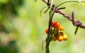 Tiliacora triandra fruit.