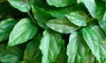 Tiliacora triandra green leaves pattern