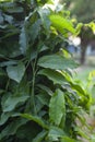 Tiliacora triandra herb or Bai-ya-nang