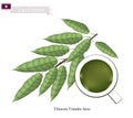 Tiliacora Triandra Leaves Juice, Popular Drink of Lao Royalty Free Stock Photo