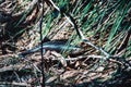 Tiliqua reptile lying on the grass Royalty Free Stock Photo