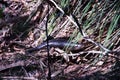 Tiliqua reptile lying on the grass Royalty Free Stock Photo