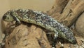 Tiliqua rugosa skink