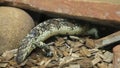 Tiliqua rugosa skink