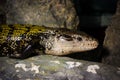 Tiliqua scincoides Royalty Free Stock Photo