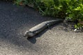 Eastern blue-tongue lizard (tiliqua scincoides) sunbaking on bitumen path Royalty Free Stock Photo