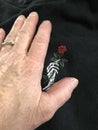 till death do you part, skull hand with red rose with human hand protecting