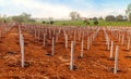 Tillage for dragon fruits at plantation