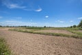 Tillage rice paddy field and green grass with blue sky background in lampoon thailand at noon light