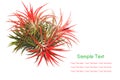 Tillandsia