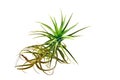 Tillandsia