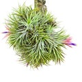 Tillandsia.