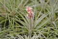 Tillandsia