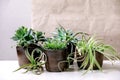 Tillandsia air and different succulent plant in ceramic pots Royalty Free Stock Photo