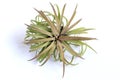 Tillandsia Air plant isolated on white