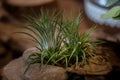 Tillandsia Air Plant Trees for home and garden decoration and places, Indoor garden ideas.