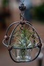 Tillandsia Air Plant Trees for home and garden decoration and places, Indoor garden ideas.