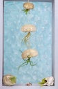 Tillandsia air plants in shell and sea urchin shell as containers decorating a bathroom window with bubble pattern glass behind