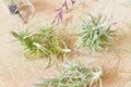 Tillandsia air plants on a natural background Royalty Free Stock Photo