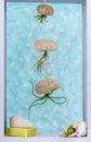 Tillandsia air plants in shell and sea urchin shell as containers decorating a bathroom window with soap and pumice stone Royalty Free Stock Photo