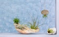 Tillandsia air plants in shell and sea urchin shell as containers decorating a window with bubble pattern glass behind Royalty Free Stock Photo