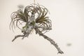 Tillandsia as a decorative houseplant