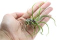 Tillandsia bulbosa air plant Royalty Free Stock Photo