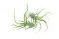 Tillandsia bulbosa air plant Royalty Free Stock Photo