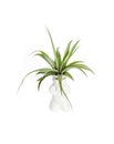 Tillandsia capitata isolated on white background Royalty Free Stock Photo