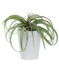 Tillandsia in a ceramic pot on white backround