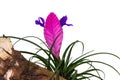 Tillandsia cyanea.