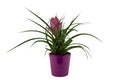 Tillandsia cyanea in flowerpot on white background