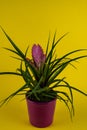 Tillandsia cyanea in flowerpot on yellow background