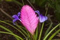 Tillandsia cyanea pink quill plant Royalty Free Stock Photo