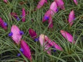 Tillandsia, evergreen, perennial flowering plant in the family Bromeliaceae. Close up