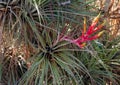 (Tillandsia fasciculata) Bromeliad Tillandsia flowers, Florida