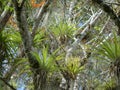 Tillandsia on a tree. Tropical Airplant in the wild. Costa Rica Royalty Free Stock Photo