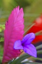 Tillandsia flowers Royalty Free Stock Photo