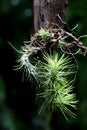 Tillandsia funckiana or air plant