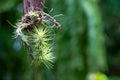 Tillandsia funckiana or air plant