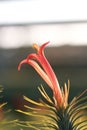 Tillandsia funckiana macro.