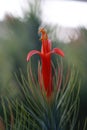 Tillandsia funckiana macro.