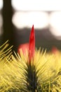 Tillandsia funckiana macro.