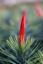 Tillandsia funckiana macro.