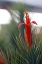 Tillandsia funckiana macro.