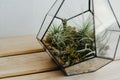 Tillandsia in a glass florarium. Beautiful tropical plants in the florarium.